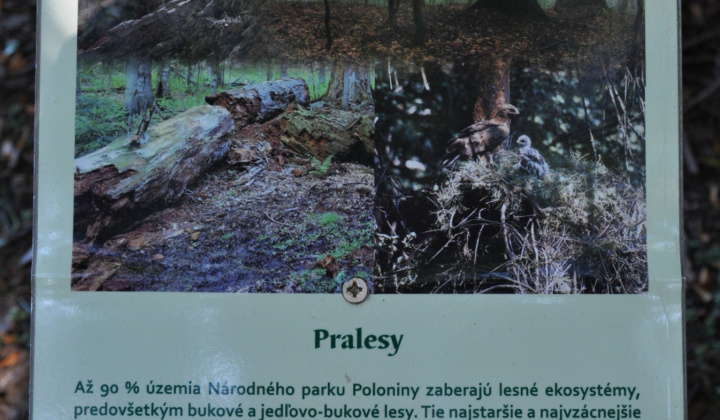 11. fotografia fotogalérie Možnosti turistiky / Krása spod Polonín oživená v starom dreve - foto