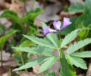 NPR Rožok NPR Rožok