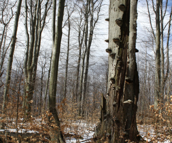NPR Rožok NPR Rožok