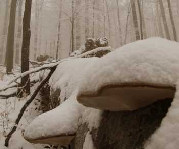 NPR Rožok NPR Rožok