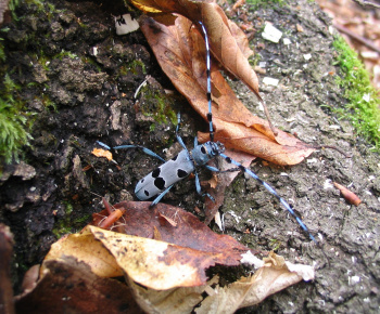 NPR Rožok NPR Rožok