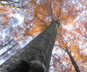 NPR Rožok NPR Rožok