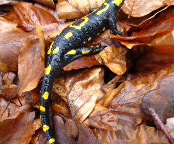 NPR Rožok NPR Rožok