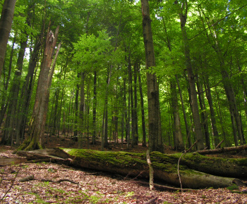 NPR Rožok NPR Rožok