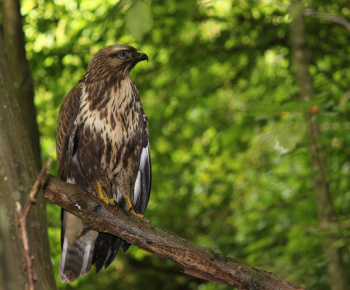 NPR Rožok NPR Rožok