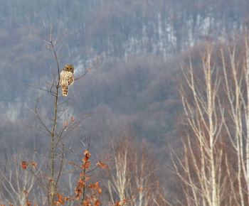 NPR Rožok NPR Rožok