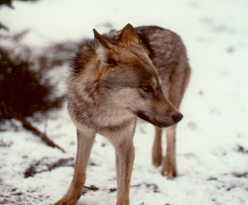 NPR Rožok NPR Rožok