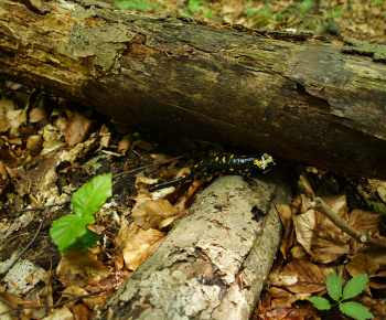 NPR Rožok NPR Rožok
