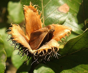 NPR Rožok NPR Rožok