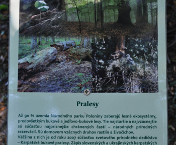 Krása spod Polonín oživená v starom dreve Krása spod Polonín oživená v starom dreve