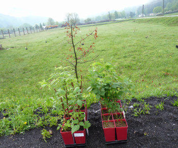 Ovocný sad Ovocný sad