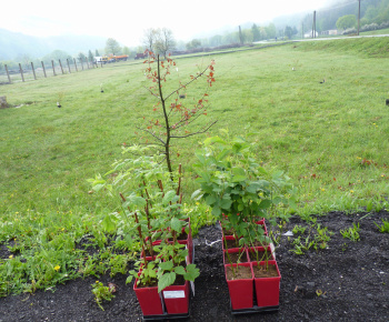 Ovocný sad Ovocný sad