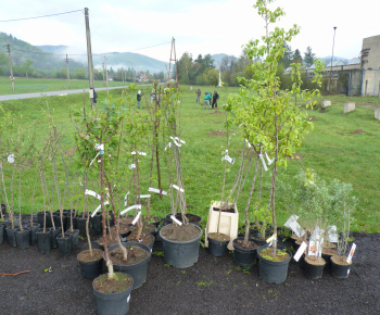 Ovocný sad Ovocný sad