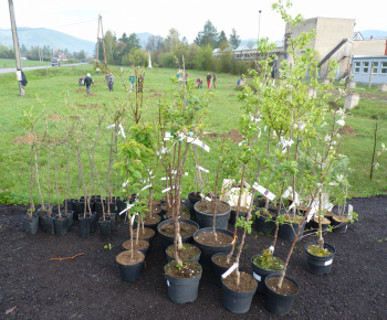 Ovocný sad Ovocný sad