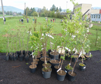 Ovocný sad Ovocný sad