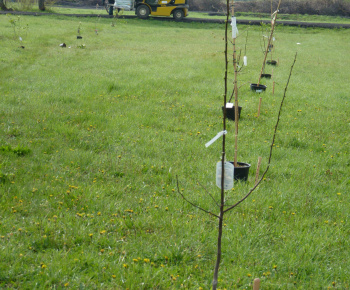 Ovocný sad Ovocný sad