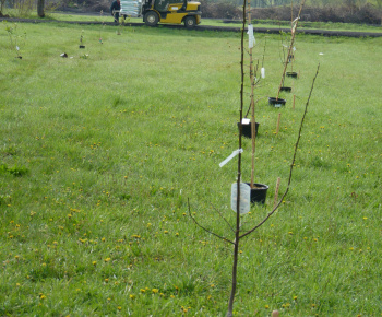 Ovocný sad Ovocný sad