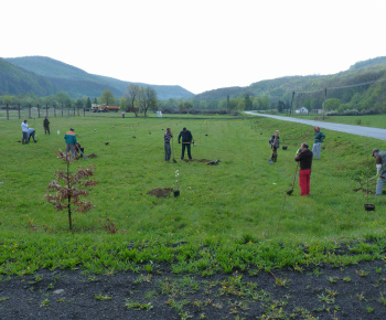 Ovocný sad Ovocný sad