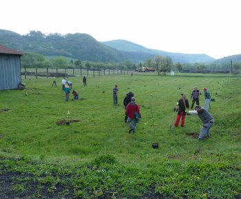 Ovocný sad Ovocný sad