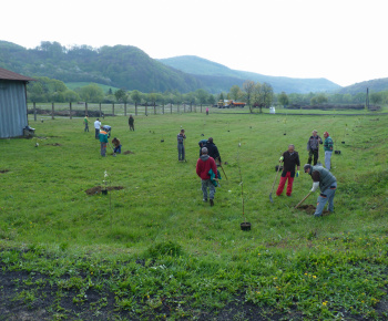 Ovocný sad Ovocný sad