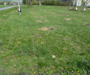 Ovocný sad Ovocný sad