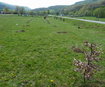 Ovocný sad Ovocný sad