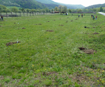 Ovocný sad Ovocný sad