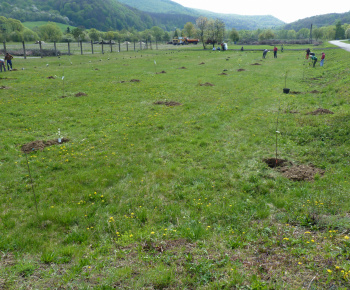 Ovocný sad Ovocný sad